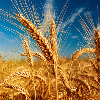 Cultivar de trigo
